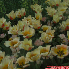 tulipany (42)